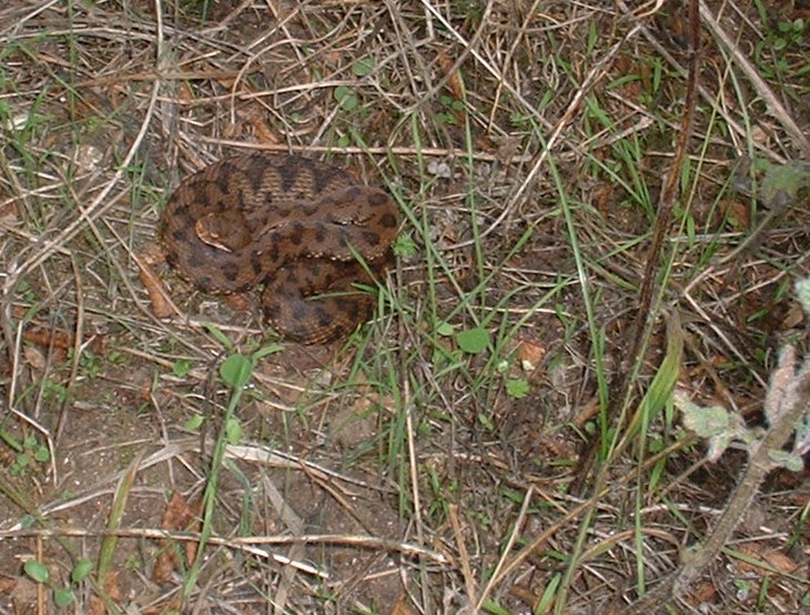 vipera